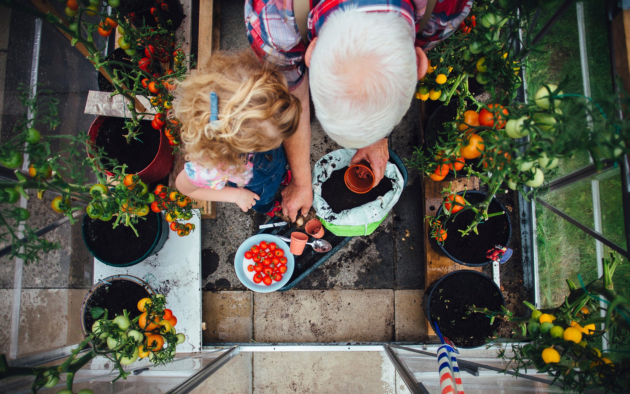 Overhead view of grandfather and granddaughter gardening together with tomato plants and harvested tomatoes