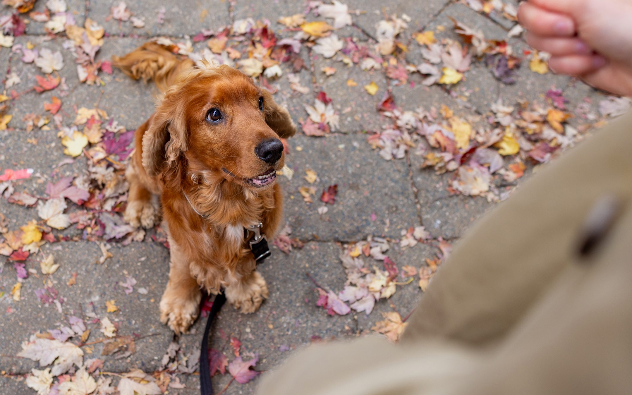 Small brown dog with long ears sitting on pavement covered in autumn leaves, looking up at owner